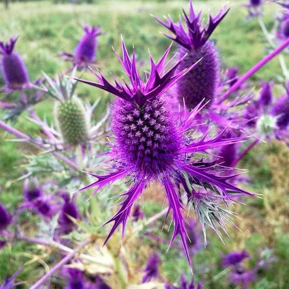 Heirloom Non-GMO Purple Eryngium Flower Seeds for planting in home garden